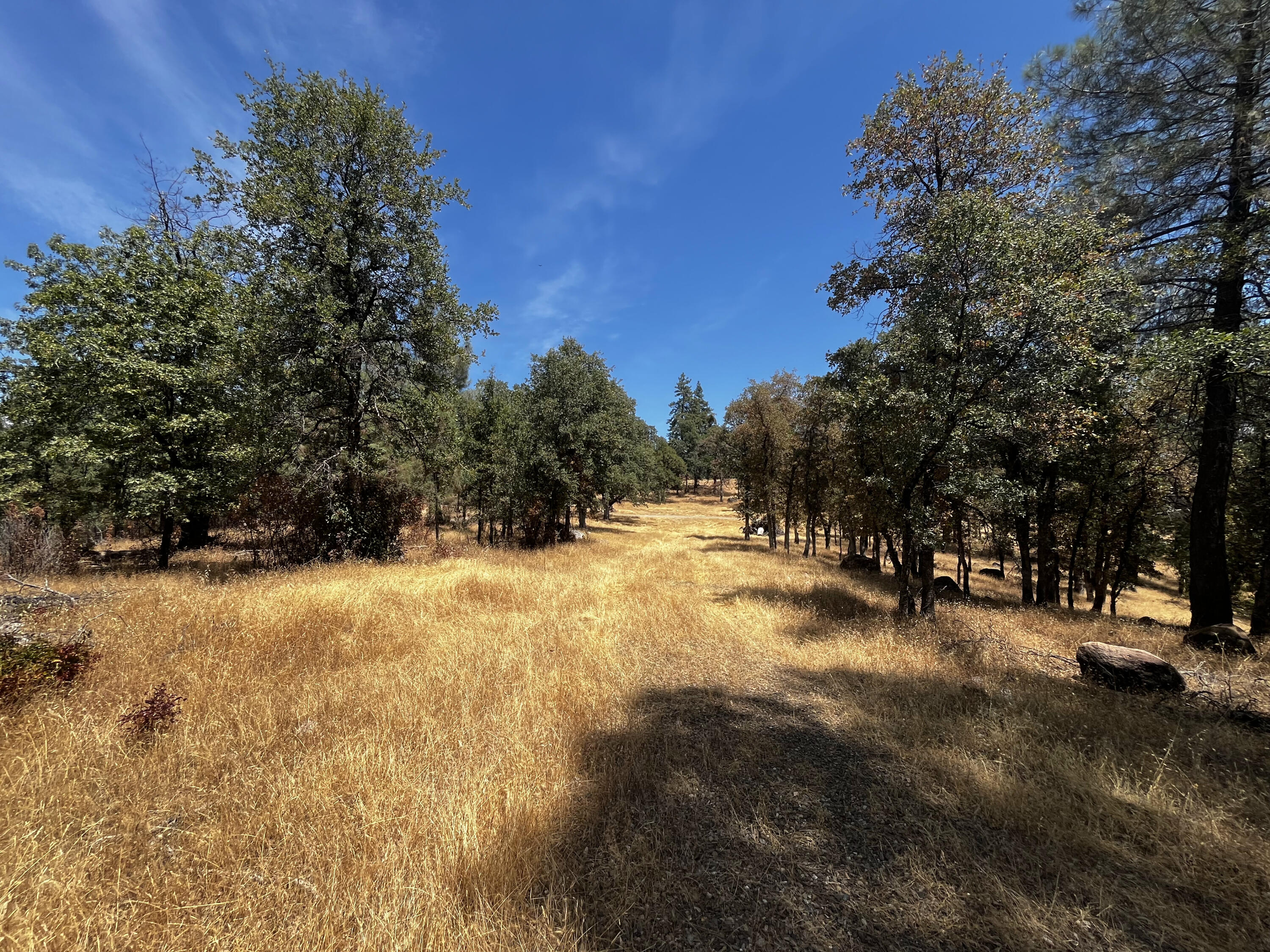 Backbone Road Bella Vista, CA 96008 - Photo 4 of 12 a view of a yard with a tree