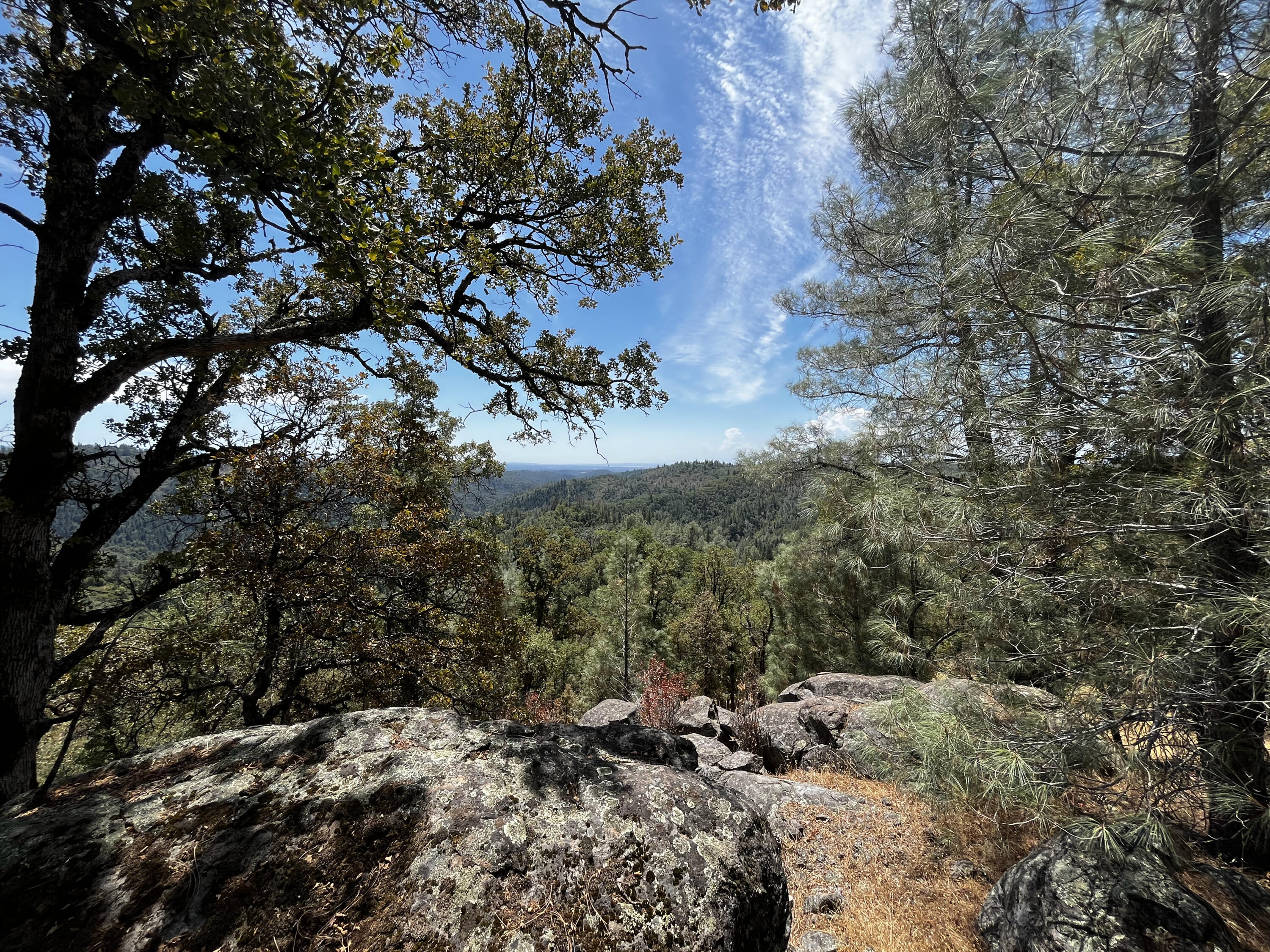 Backbone Road Bella Vista, CA 96008 - Photo 6 of 12 a view of a tree in a yard
