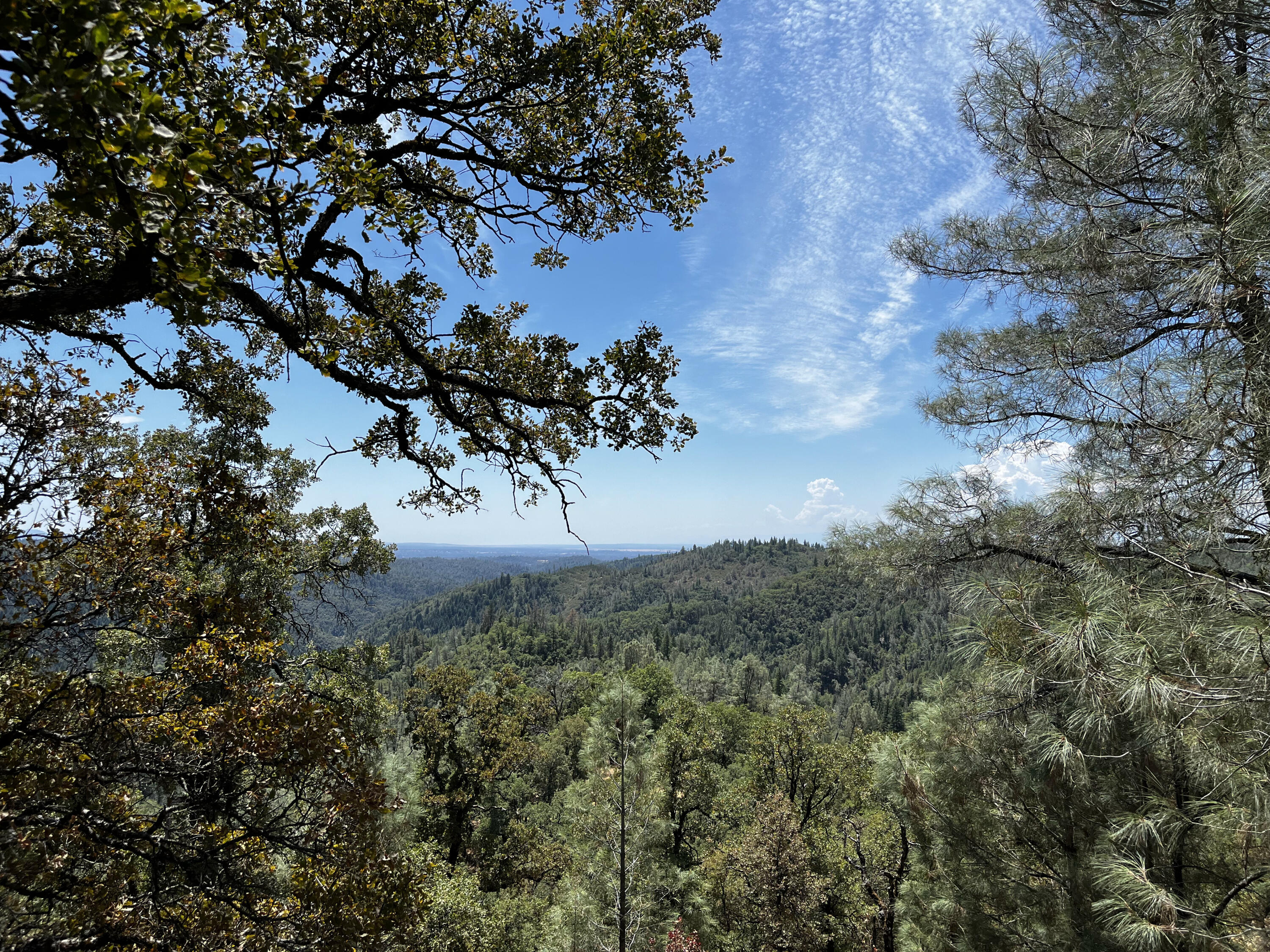 Backbone Road Bella Vista, CA 96008 - Photo 7 of 12 a view of a tree in a yard