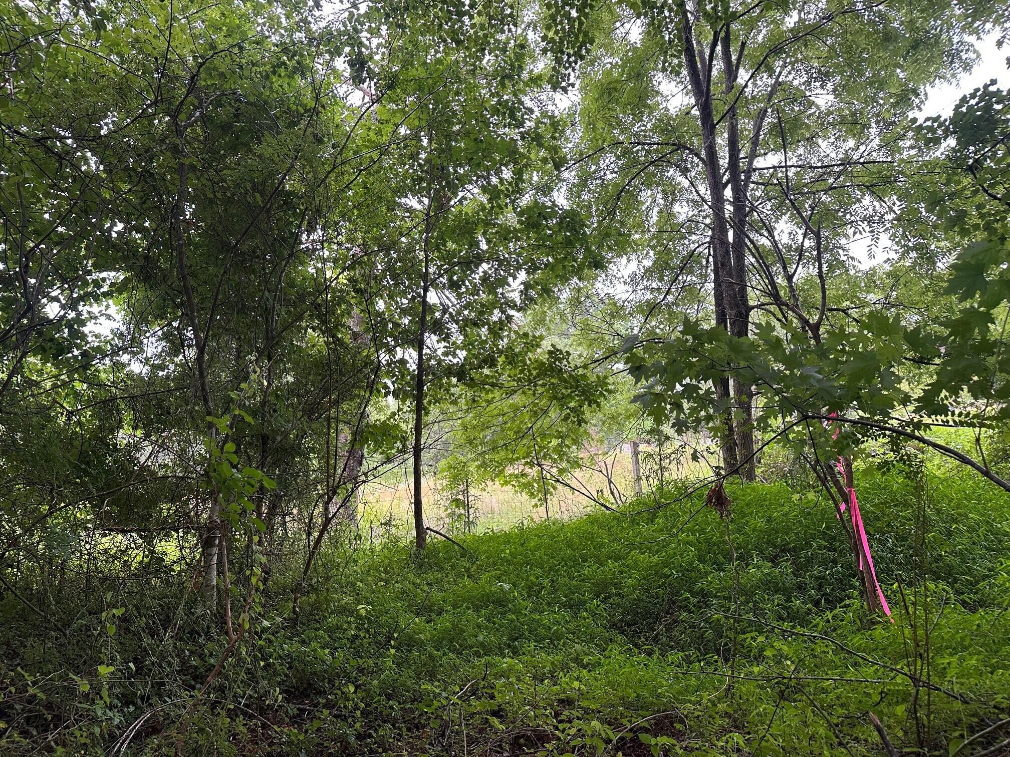 7 Sawmill Road Palmer, TN 37365 - Photo 3 of 12 Gallery Image 3