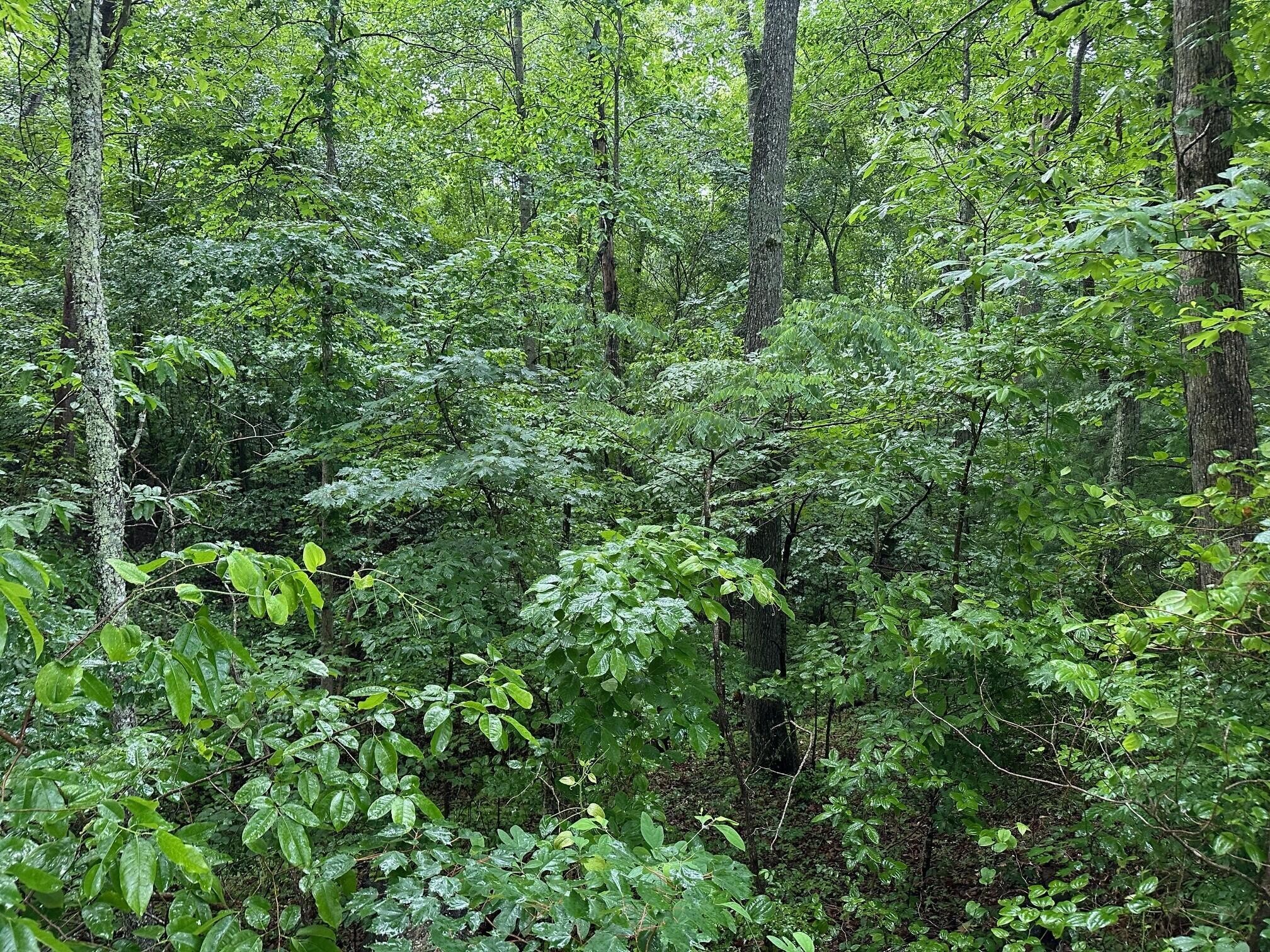 7 Sawmill Road Palmer, TN 37365 - Photo 5 of 12 Gallery Image 5