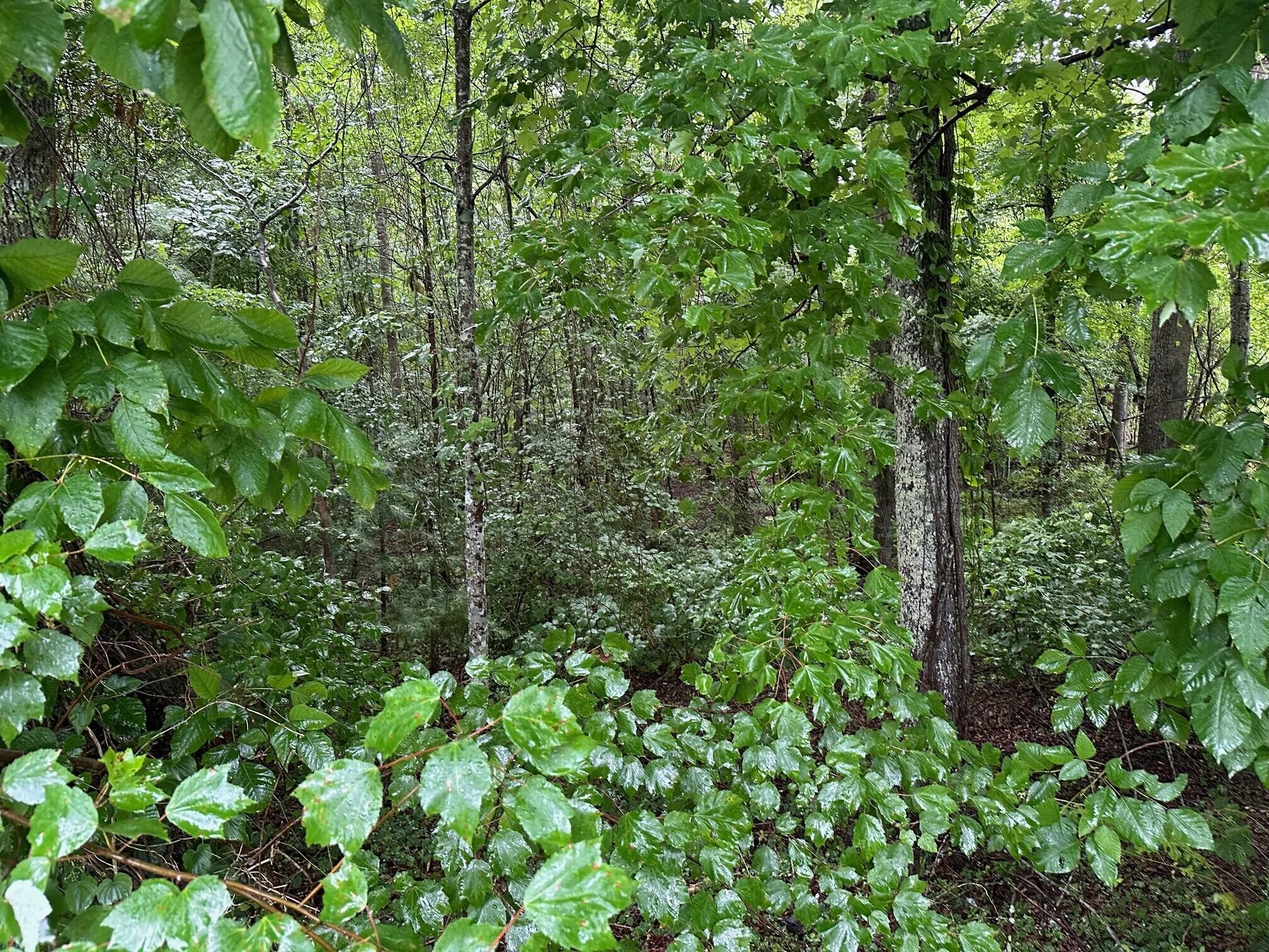7 Sawmill Road Palmer, TN 37365 - Photo 6 of 12 Gallery Image 6
