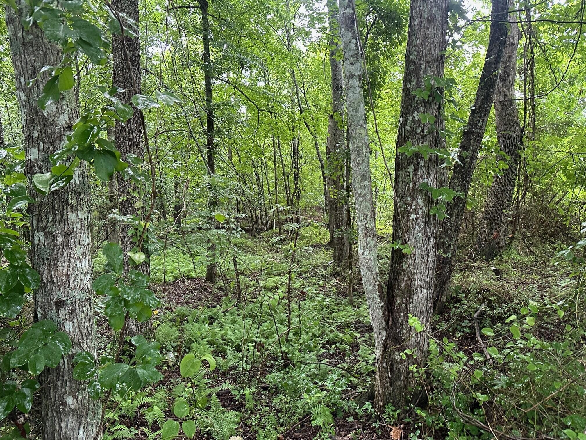 7 Sawmill Road Palmer, TN 37365 - Photo 7 of 12 Gallery Image 7
