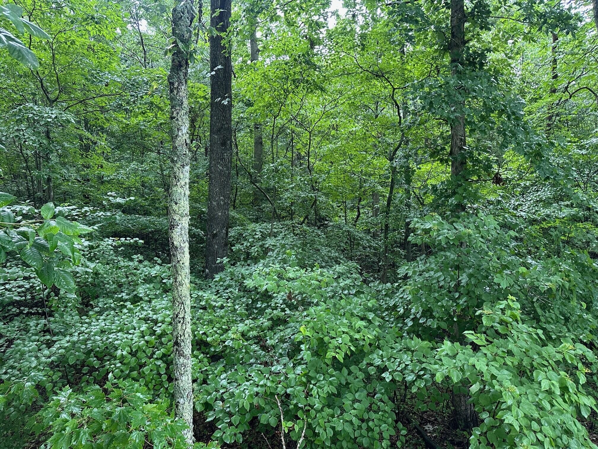 7 Sawmill Road Palmer, TN 37365 - Photo 9 of 12 Gallery Image 9