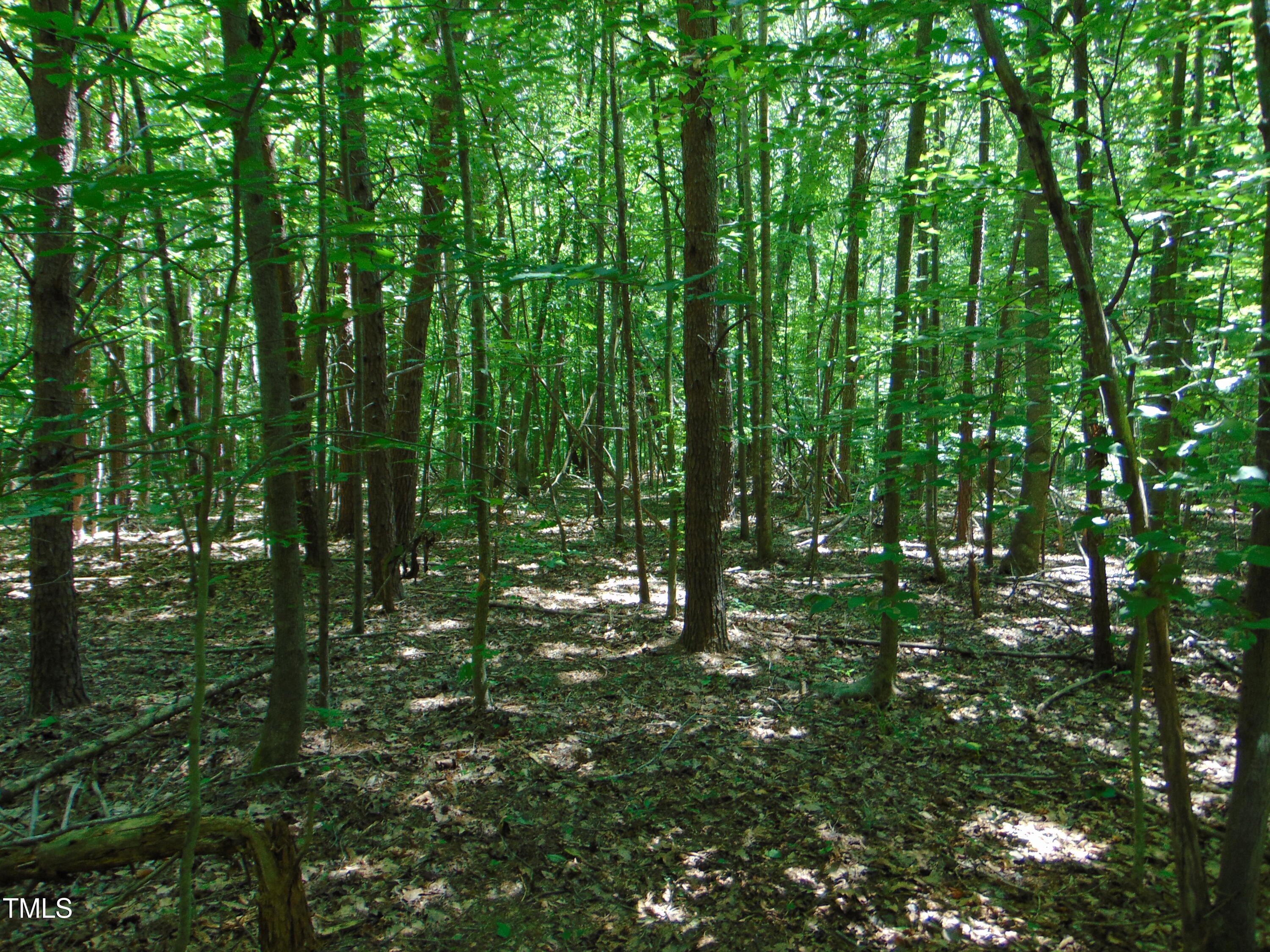 Lot 2 Hesters Store Road Roxboro, NC 27574 - Photo 3 of 11 a view of forest