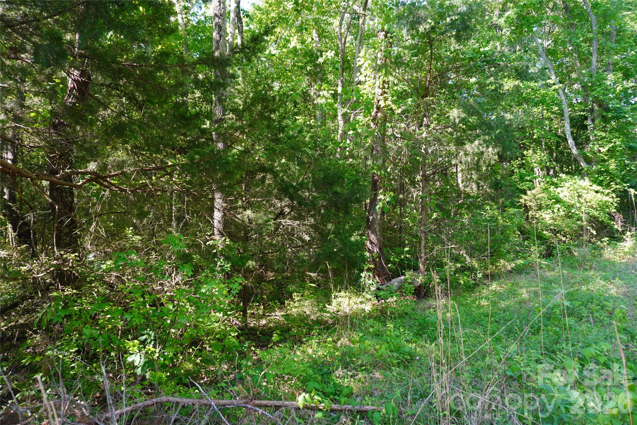 11928 Brief Road Charlotte, NC 28227 - Photo 4 of 7 a view of a lush green forest