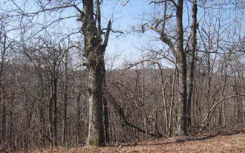 Lt16 A Burnt Mountain Ridge Road Jasper, GA 30143 - Photo 1 of 1 a view of a yard with trees