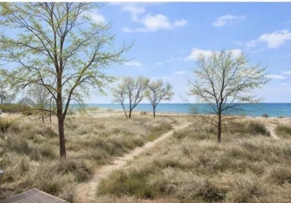 a view of yard with trees in the background