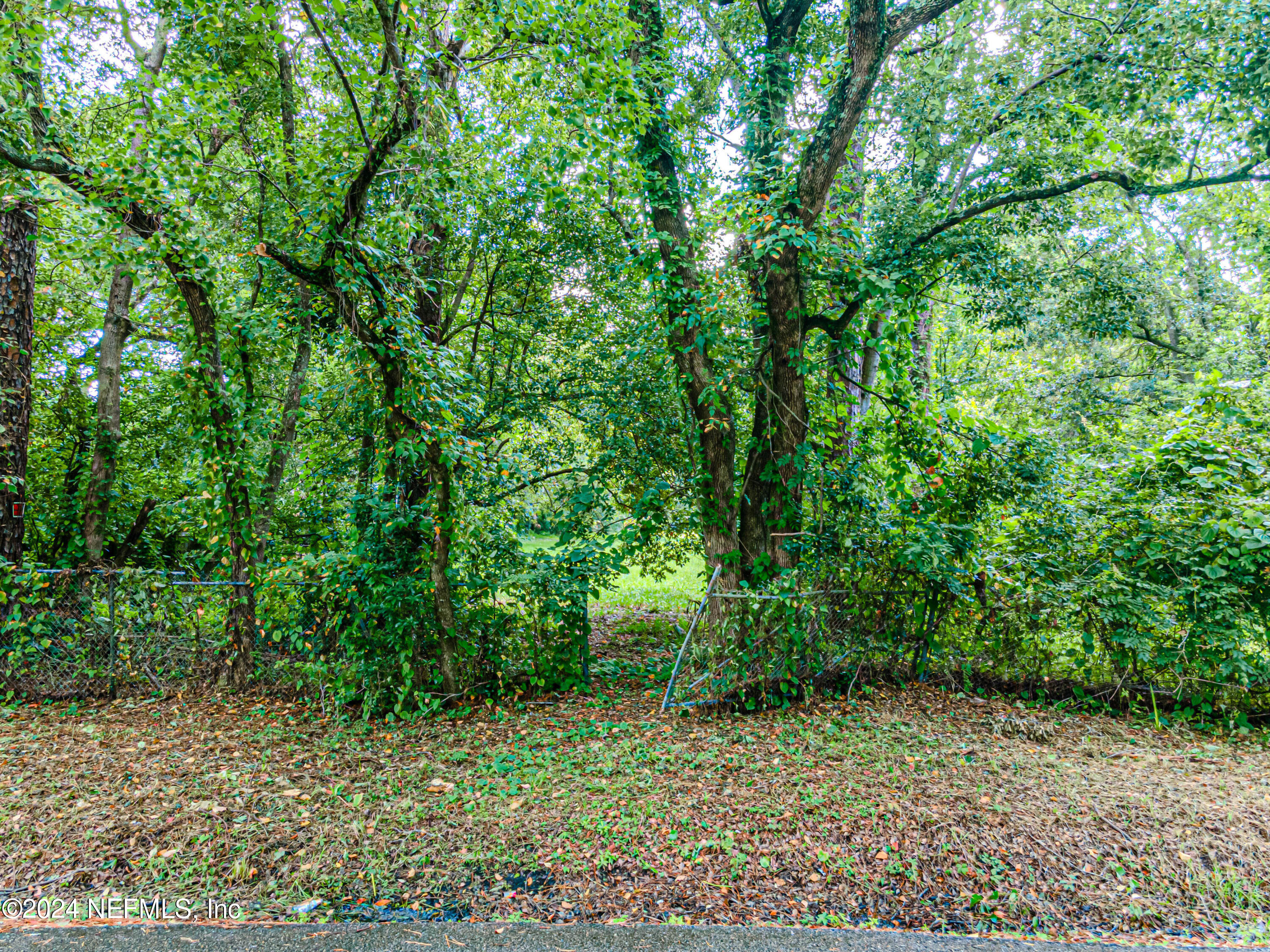 a view of a garden with plants