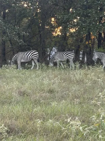 a view of backyard with table and chairs