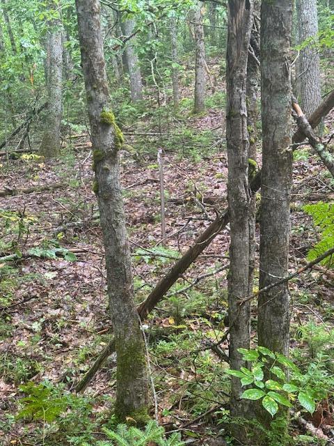 729 Rockland Road Jefferson, ME 04348 - Photo 1 of 5 #- Septic design stake