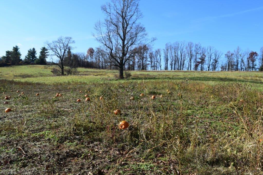 Tbd Spring Dale Road Southwest Floyd, VA 24091 - Photo 17 of 44 Gallery Image 17