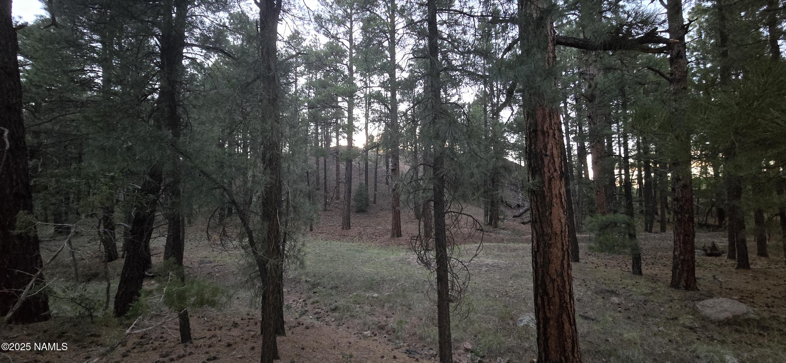 77 East Ski Run Road Williams, AZ 86046 - Photo 5 of 8 a view of a forest