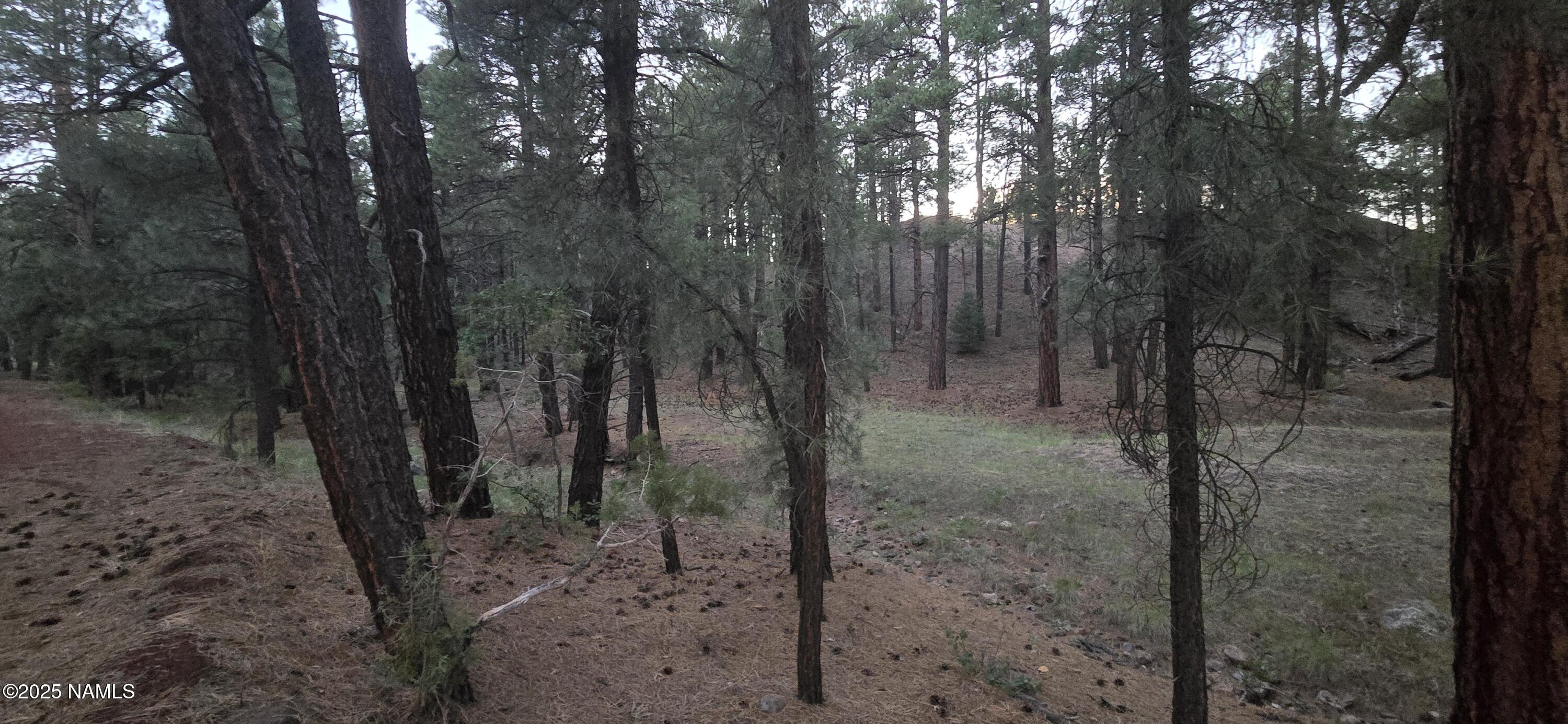 77 East Ski Run Road Williams, AZ 86046 - Photo 6 of 8 a view of a forest