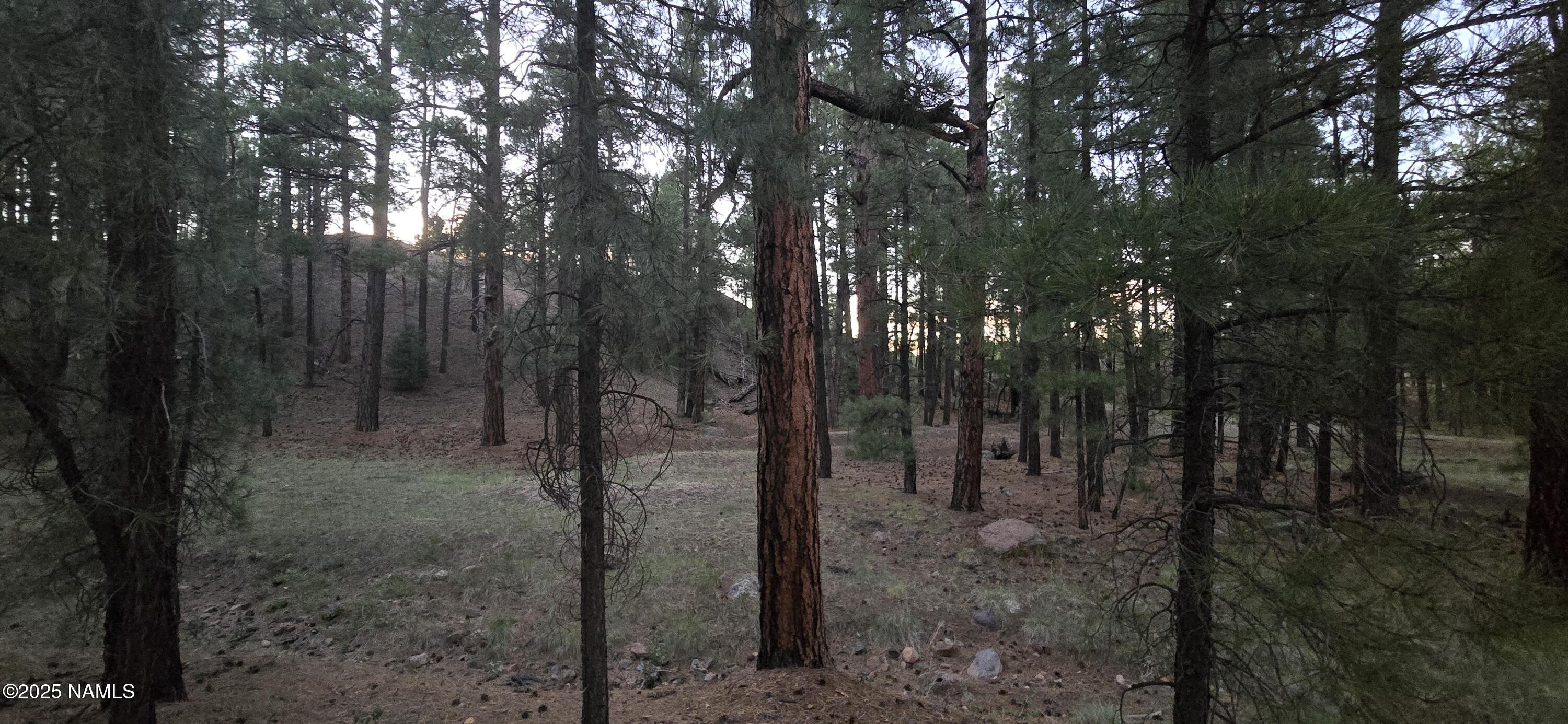77 East Ski Run Road Williams, AZ 86046 - Photo 7 of 8 a view of a forest with trees in the background