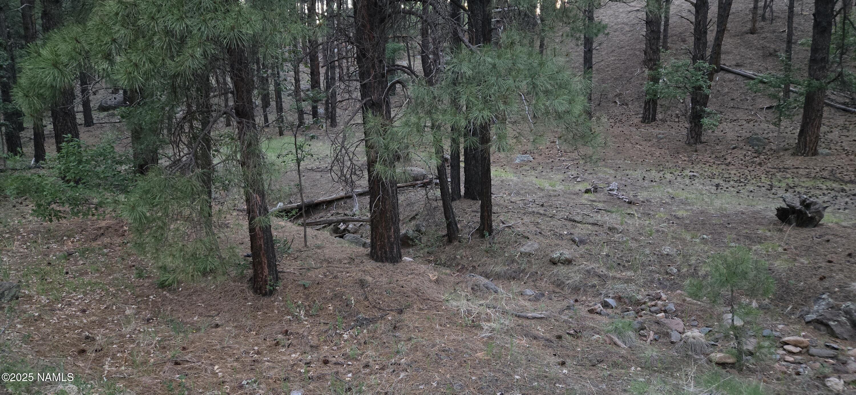 77 East Ski Run Road Williams, AZ 86046 - Photo 8 of 8 a view of a forest with trees in the background