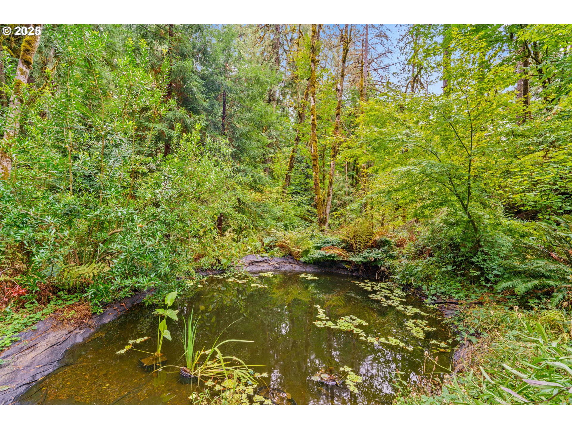 40153 Booth Kelly Road Springfield, OR 97478 - Photo 27 of 44 a close up of a plant
