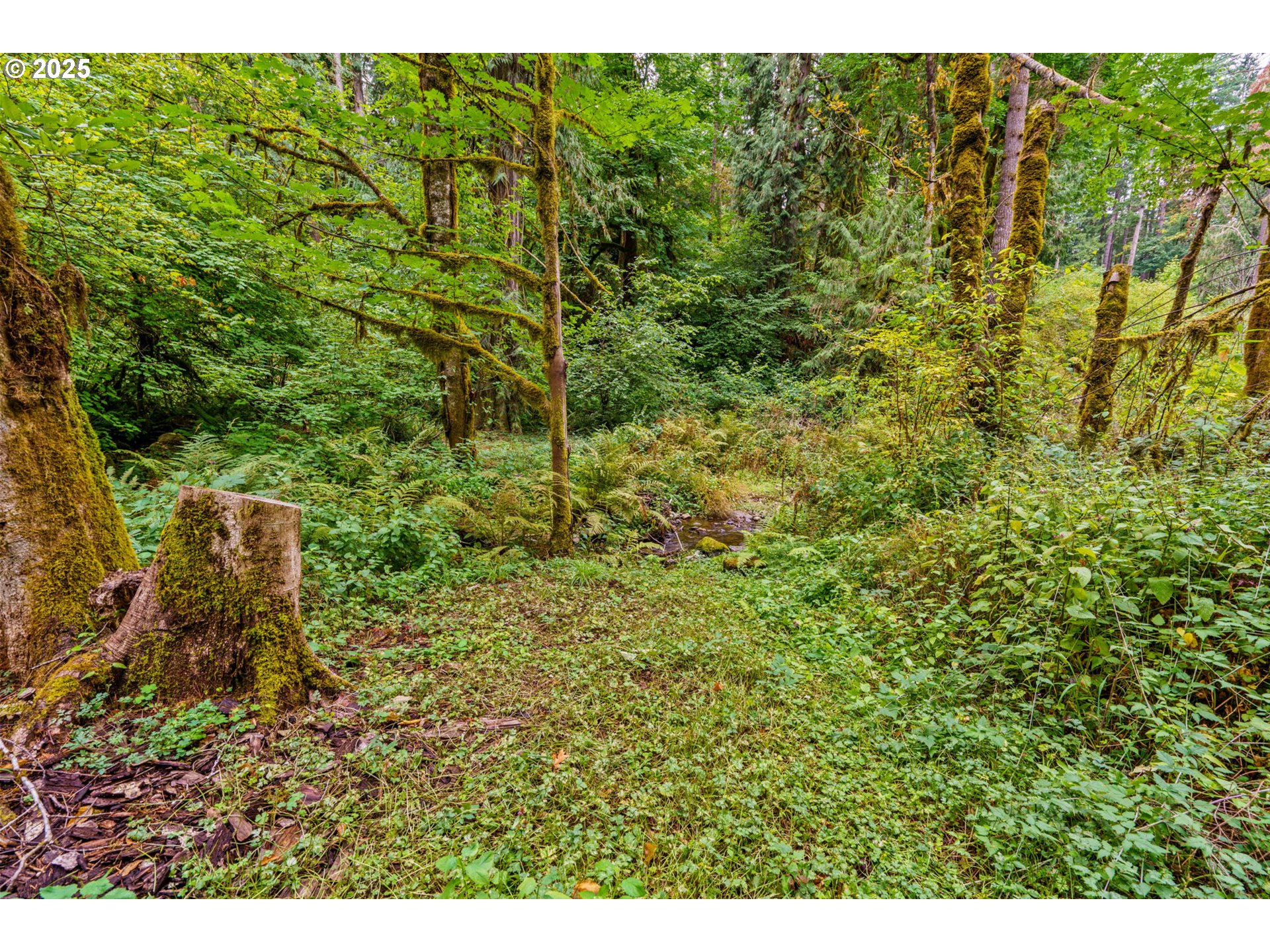40153 Booth Kelly Road Springfield, OR 97478 - Photo 4 of 44 a view of a plants and small trees