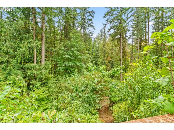 a view of a lush green forest with large trees