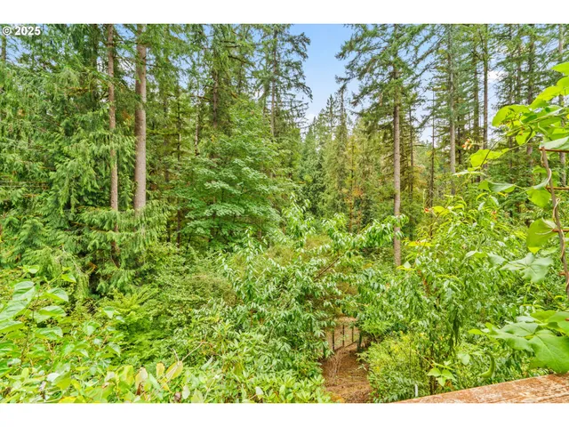 a view of a lush green forest with large trees