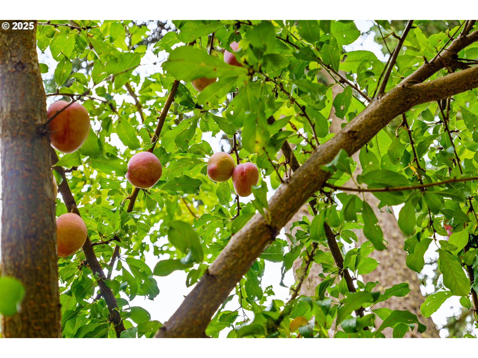 40153 Booth Kelly Road Springfield, OR 97478 - Photo 42 of 44 a view of flowers in bunch