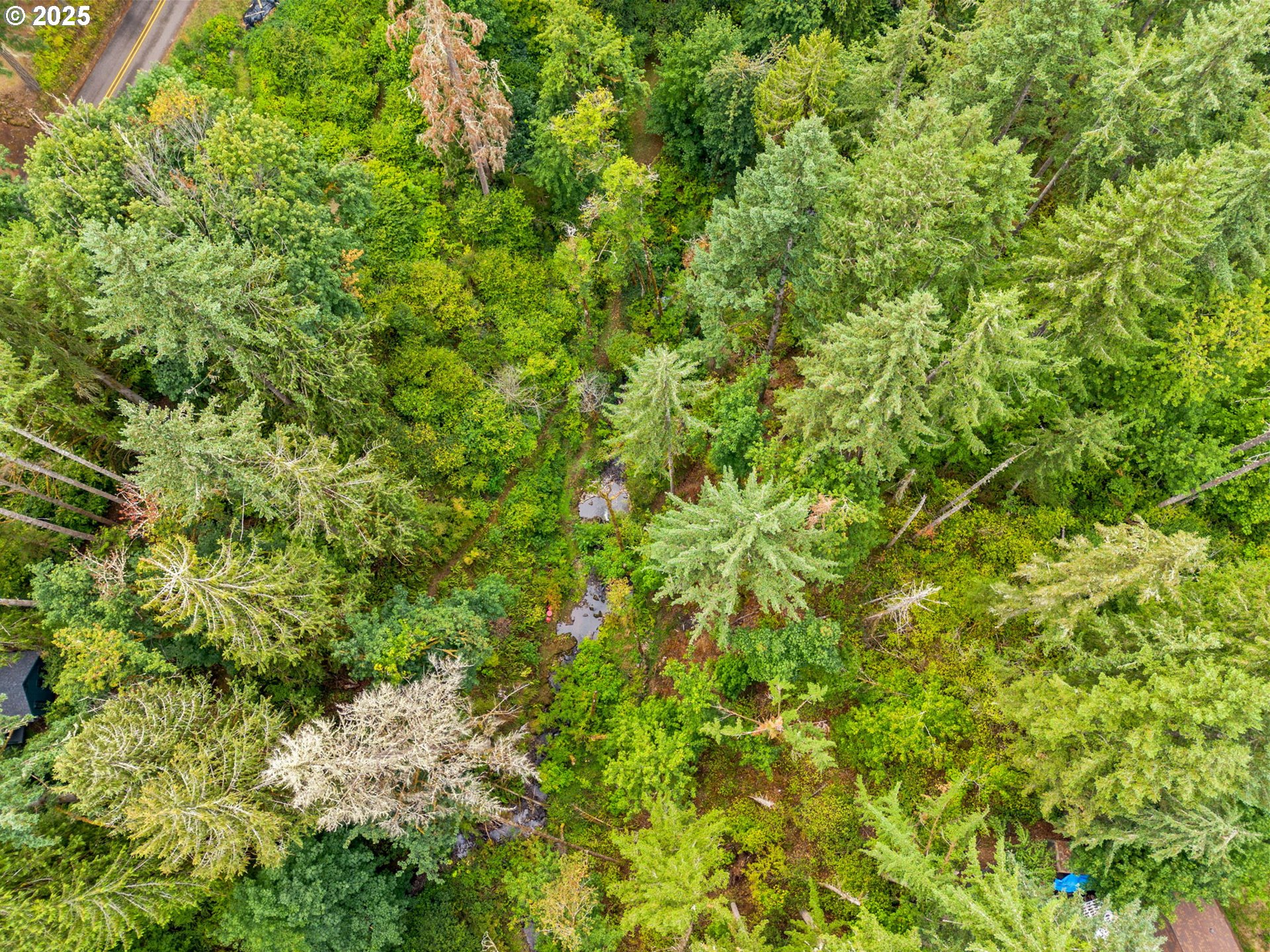 40153 Booth Kelly Road Springfield, OR 97478 - Photo 44 of 44 a view of a lush green forest with large trees