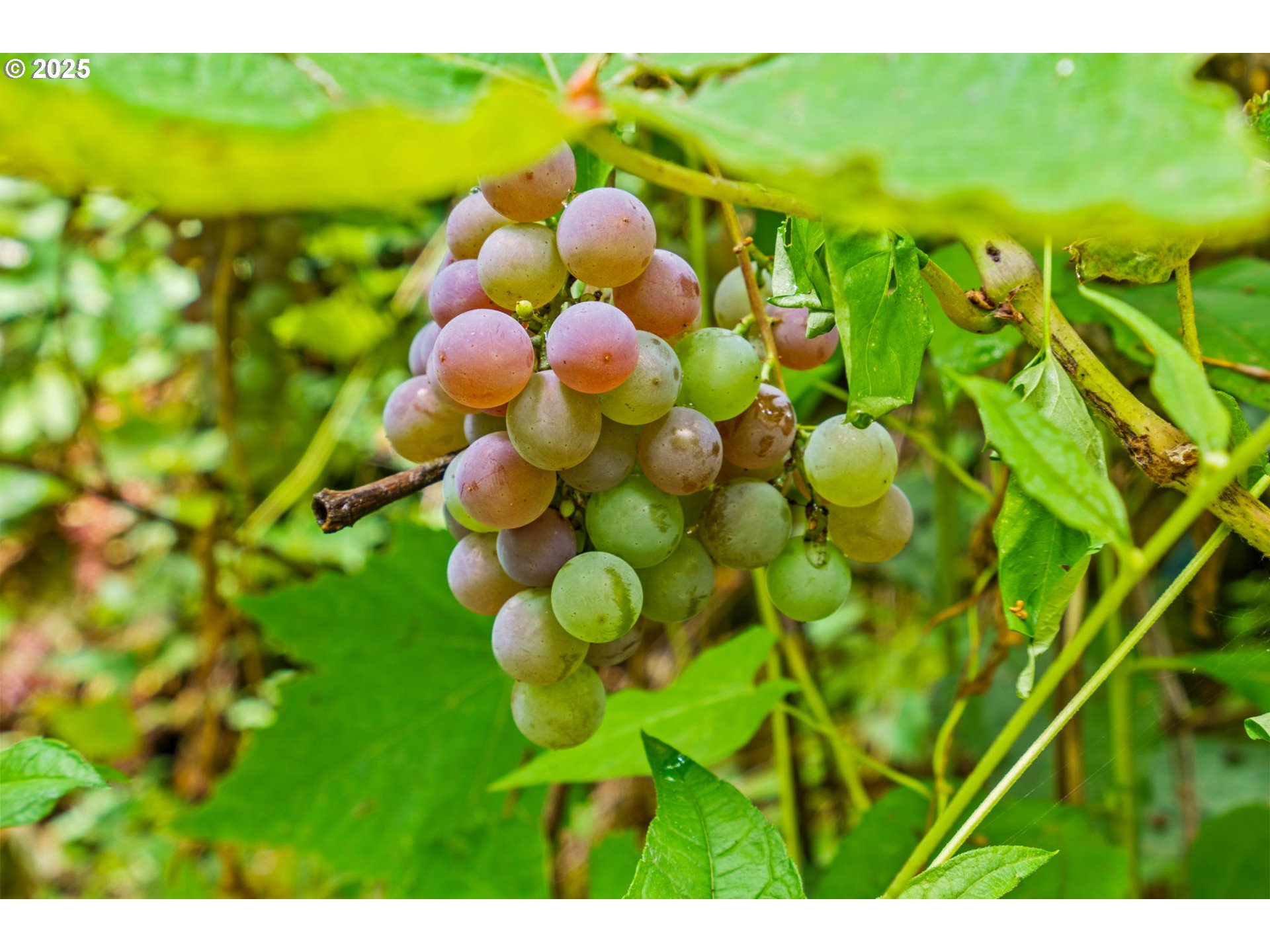 40153 Booth Kelly Road Springfield, OR 97478 - Photo 5 of 44 a view of electric room