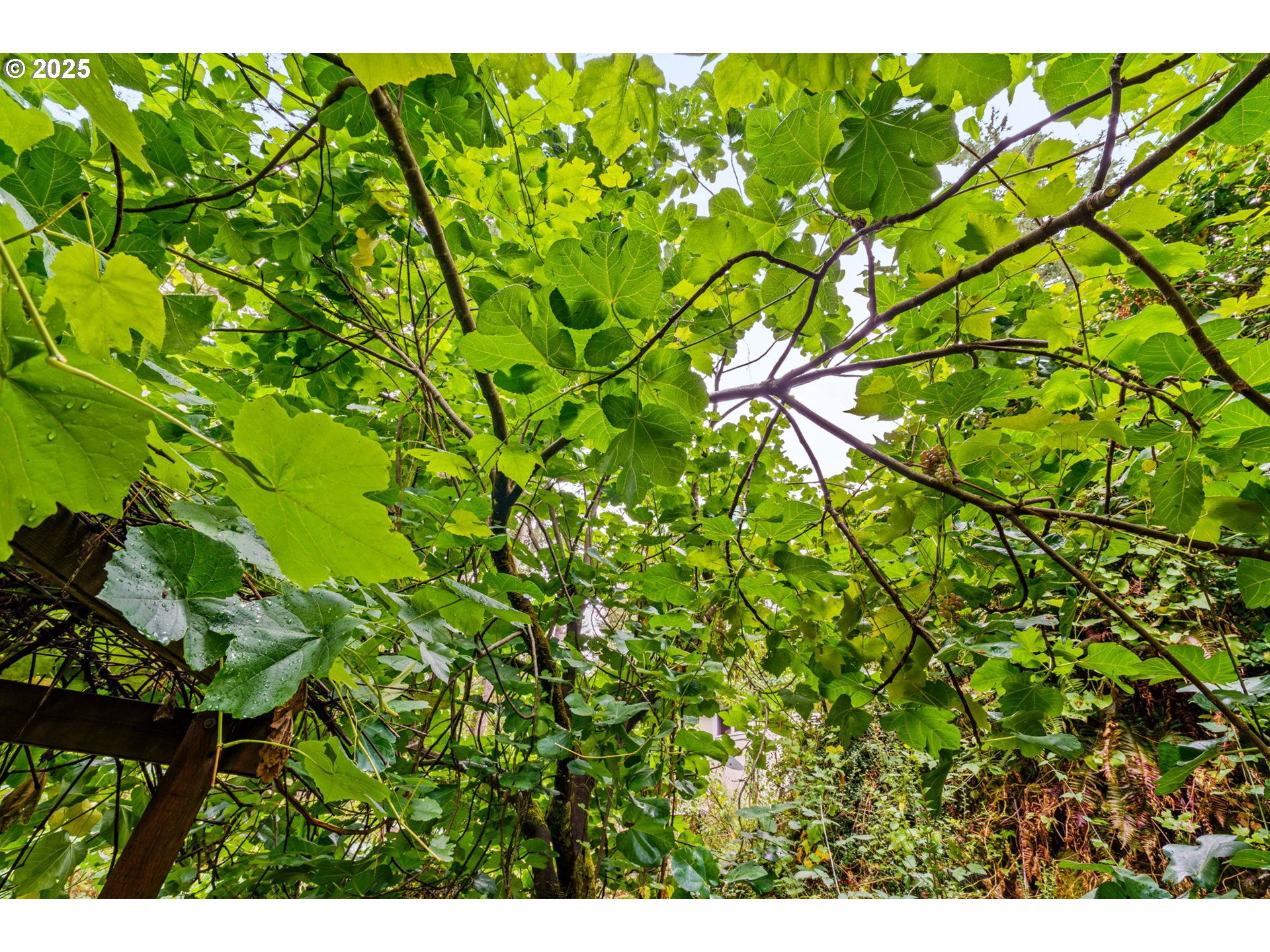40153 Booth Kelly Road Springfield, OR 97478 - Photo 6 of 44 a view of a tree