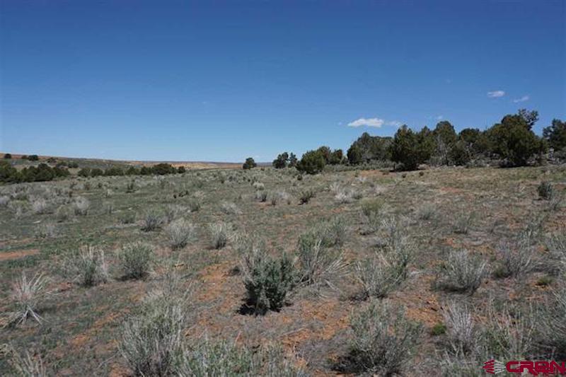 11260 Rd R Cahone, CO 81320 - Photo 10 of 26 a view of a dry yard with trees