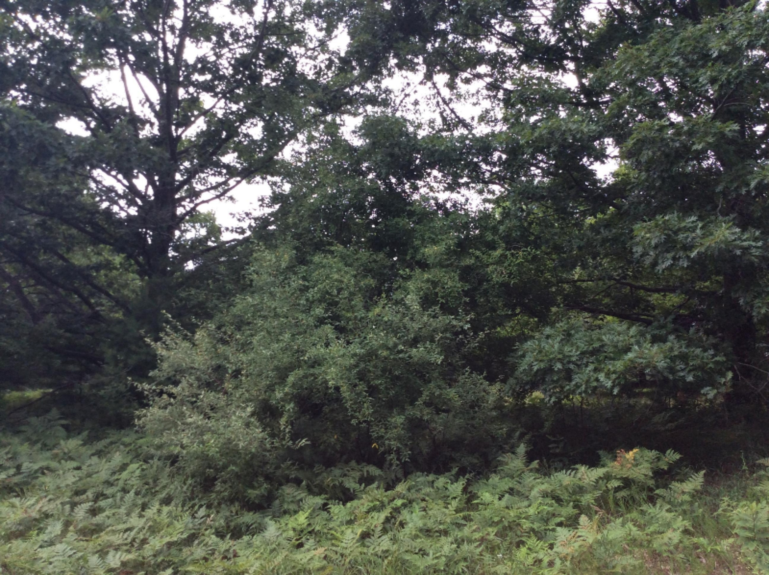 4202 Red Apple Road Manistee, MI 49660 - Photo 1 of 6 View from Road