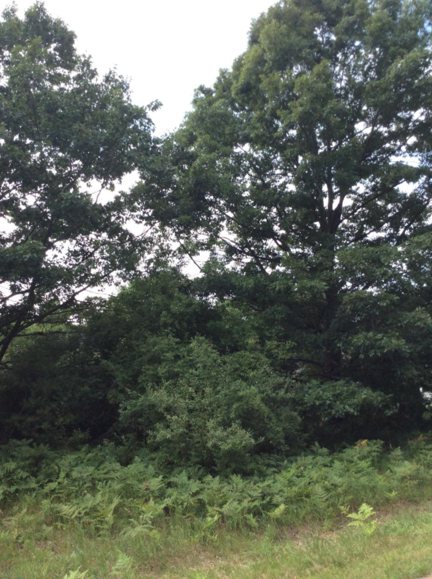 4202 Red Apple Road Manistee, MI 49660 - Photo 2 of 6 View from Road