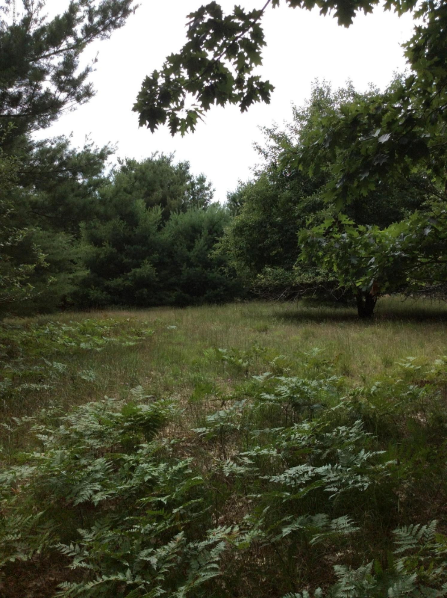 4202 Red Apple Road Manistee, MI 49660 - Photo 6 of 6 Open area to build