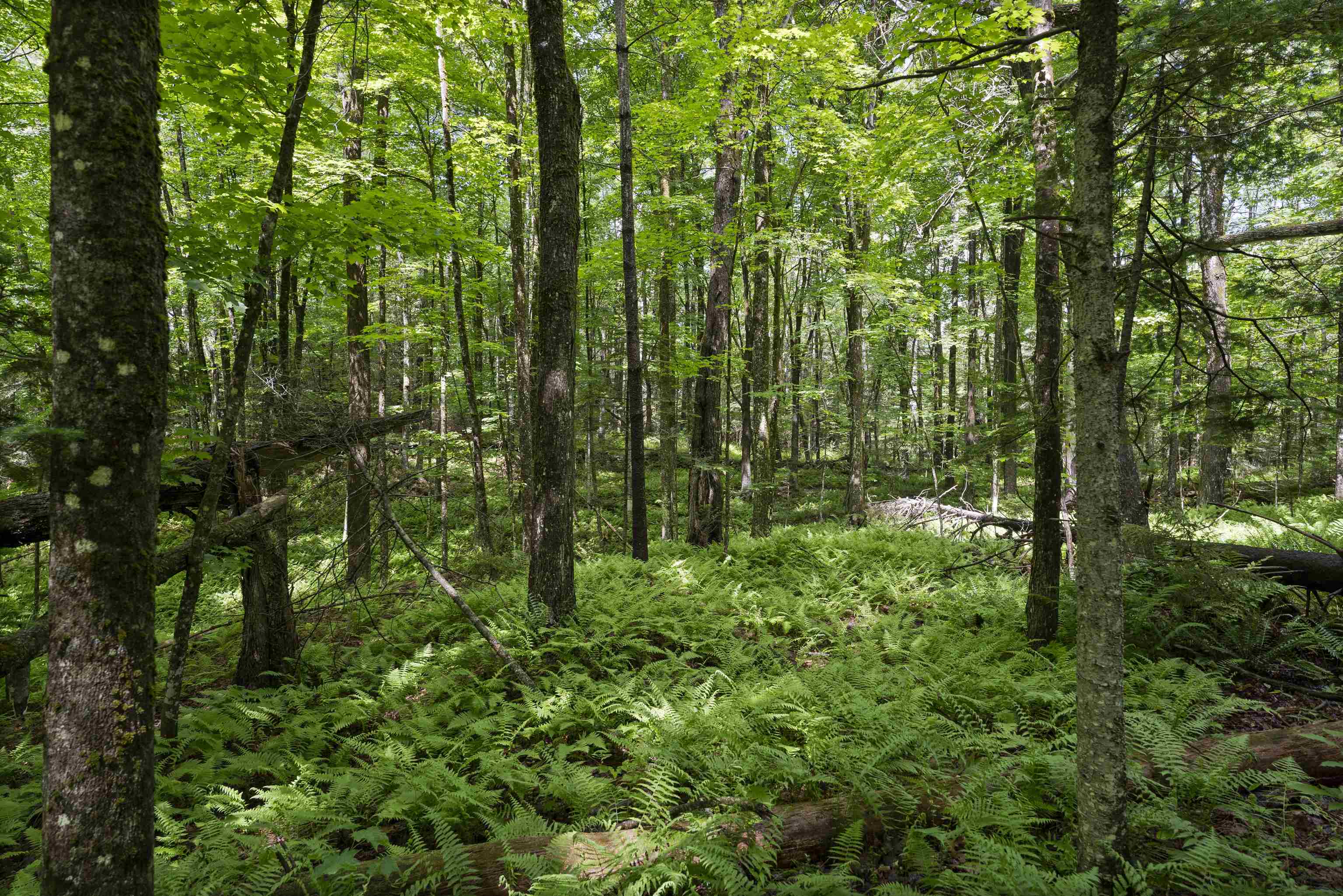 11 Old County Road East Landgrove, VT 05148 - Photo 7 of 10