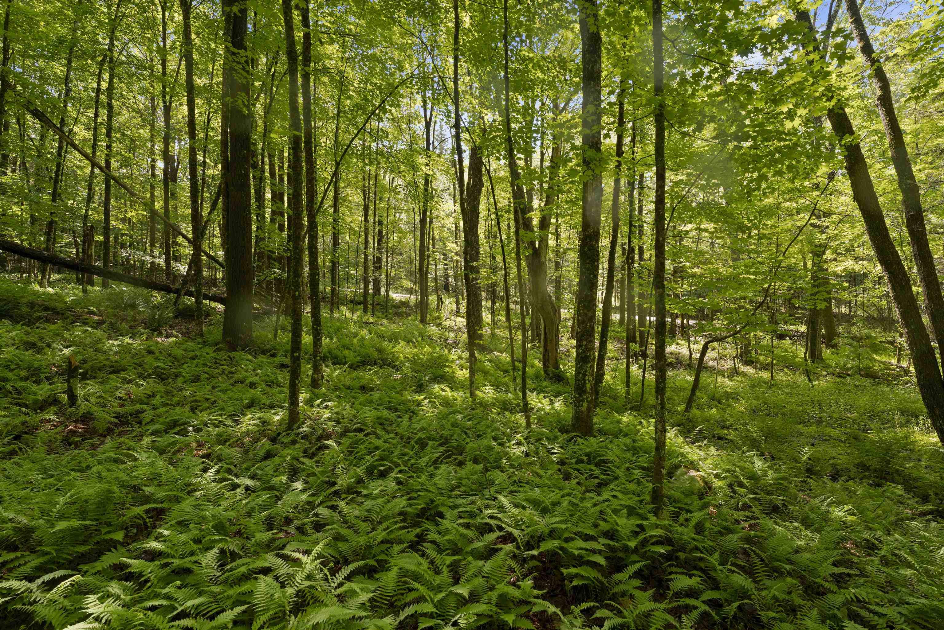11 Old County Road East Landgrove, VT 05148 - Photo 10 of 10