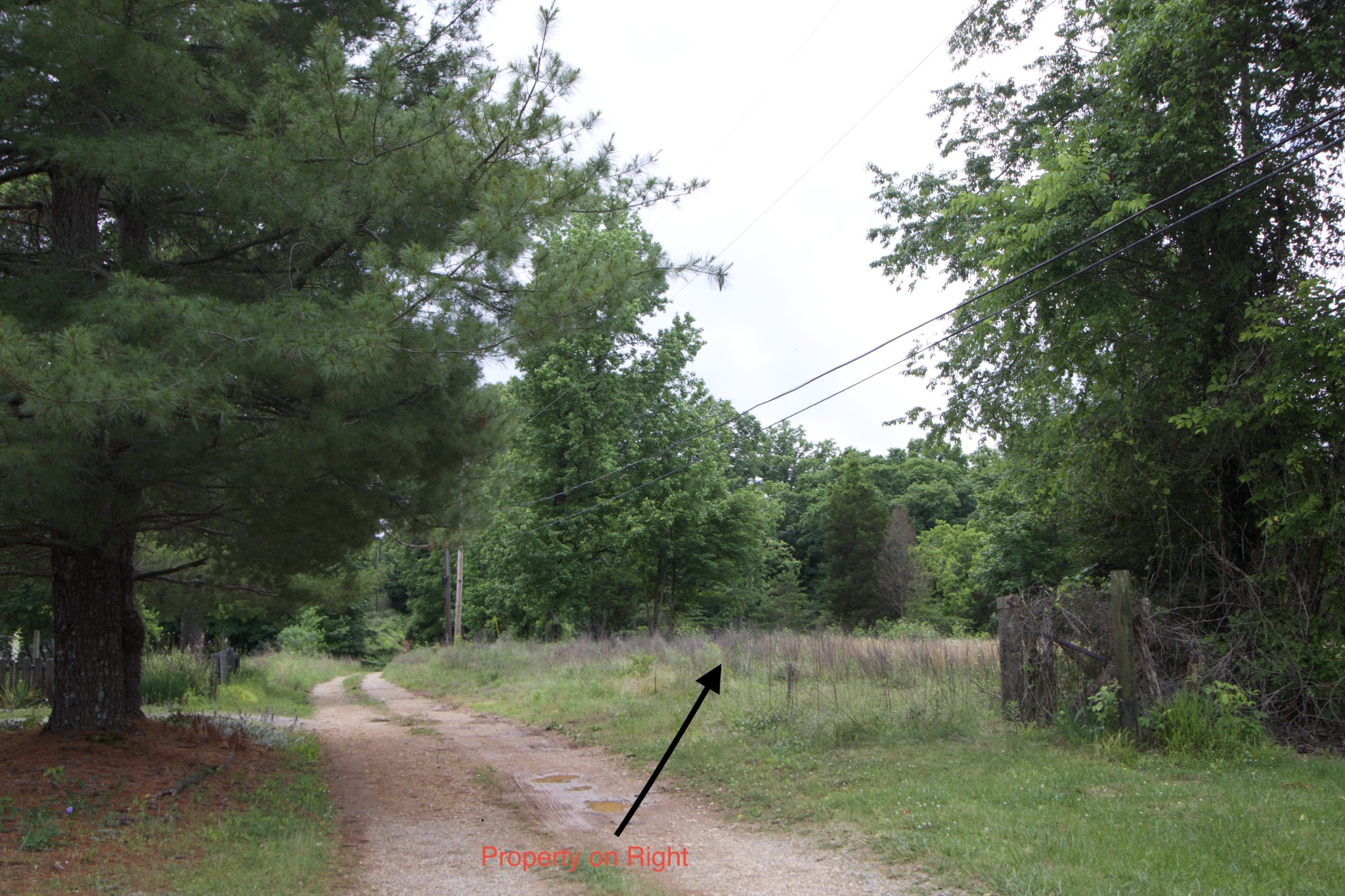 5 Poplar Ridge Lane Chapmansboro, TN 37035 - Photo 5 of 34 a view of a plants and trees