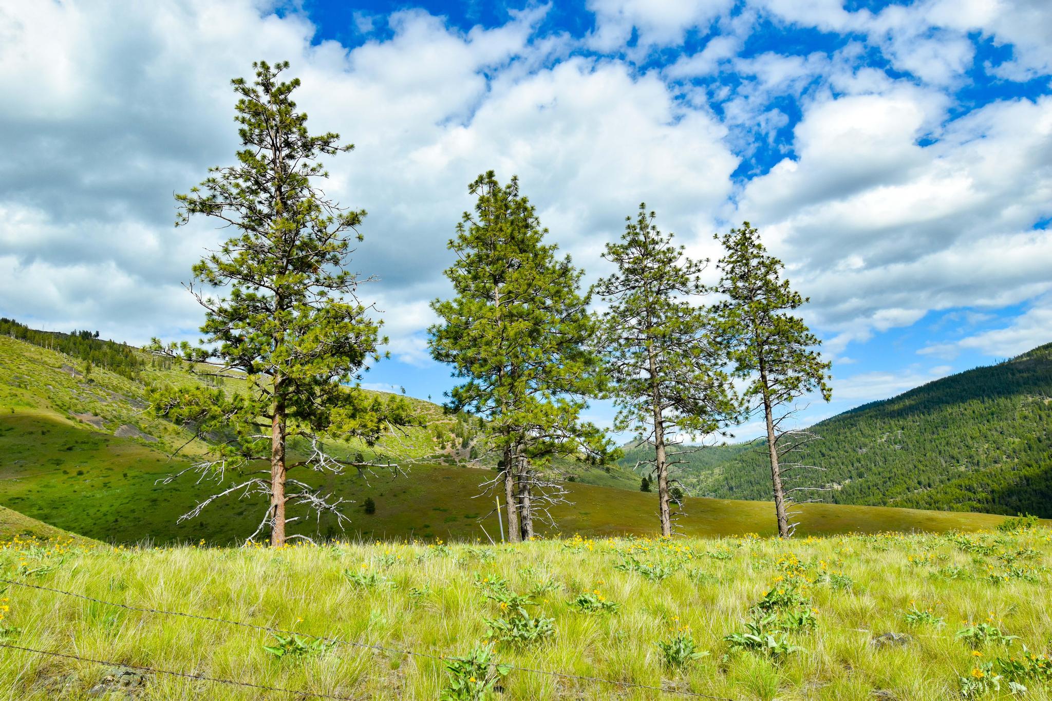 285 Henry Creek Road Plains, MT 59859 - Photo 23 of 55 Gallery Image 23