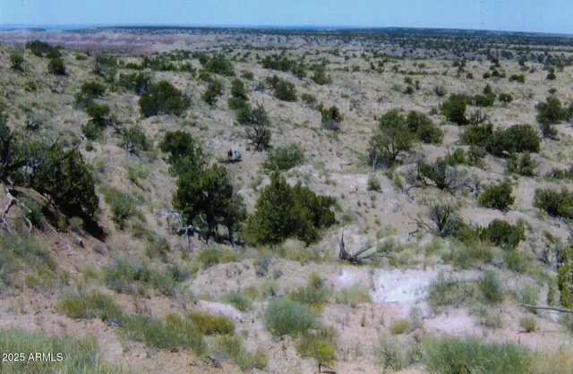 a view of a field with a tree