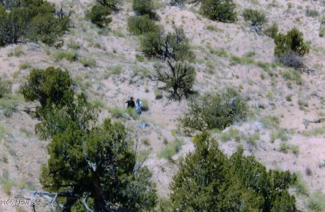 a view of a dry field with lots of trees