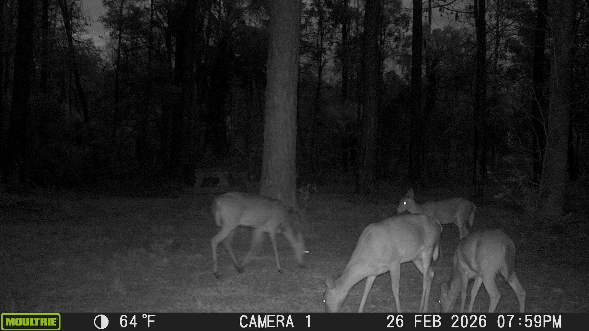 Lighthouse Road Crawfordville, FL 32327 - Photo 2 of 9