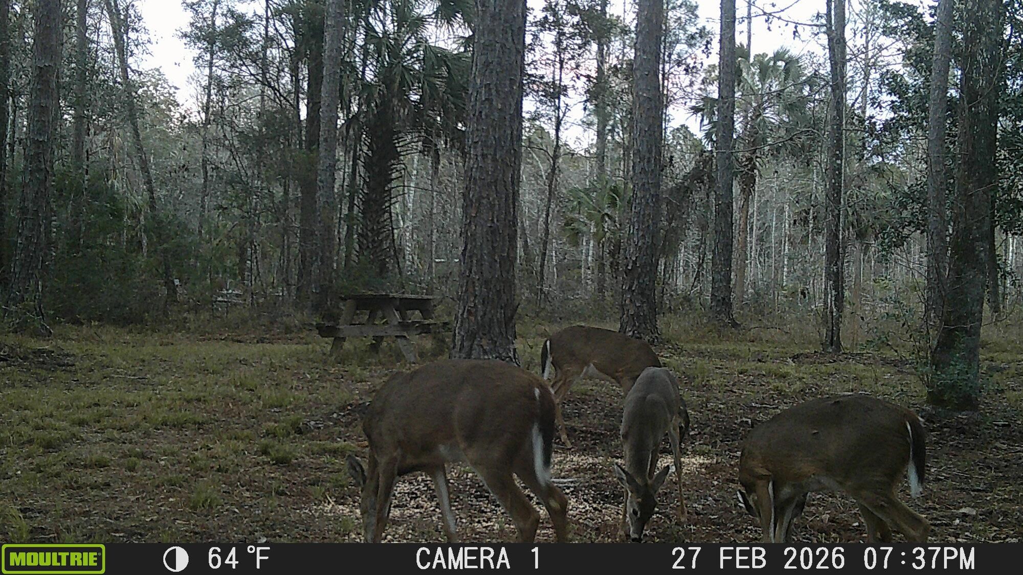 Lighthouse Road Crawfordville, FL 32327 - Photo 3 of 9