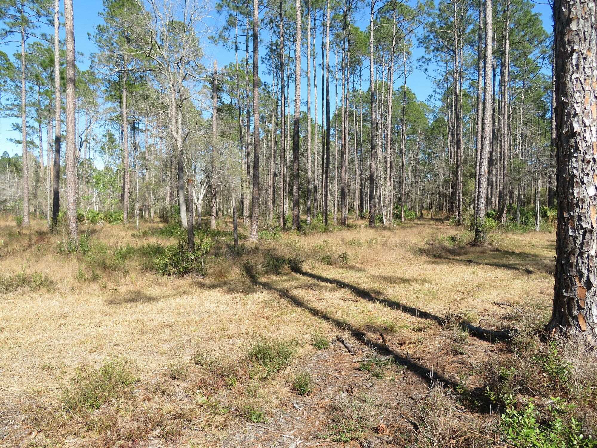 Lighthouse Road Crawfordville, FL 32327 - Photo 5 of 9