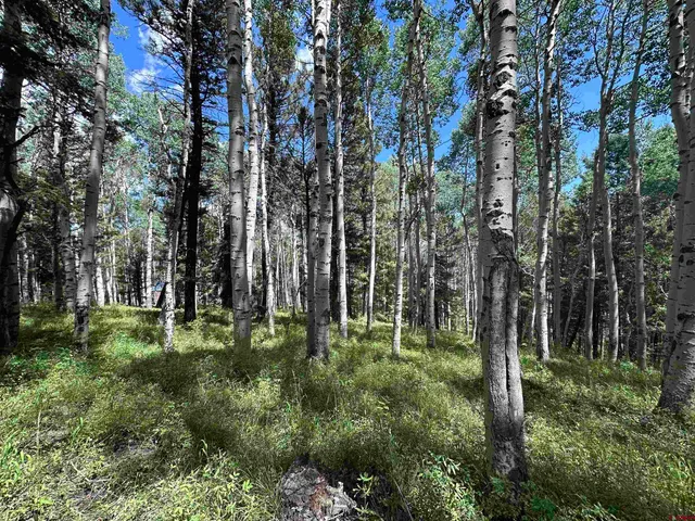 a green field with lots of trees