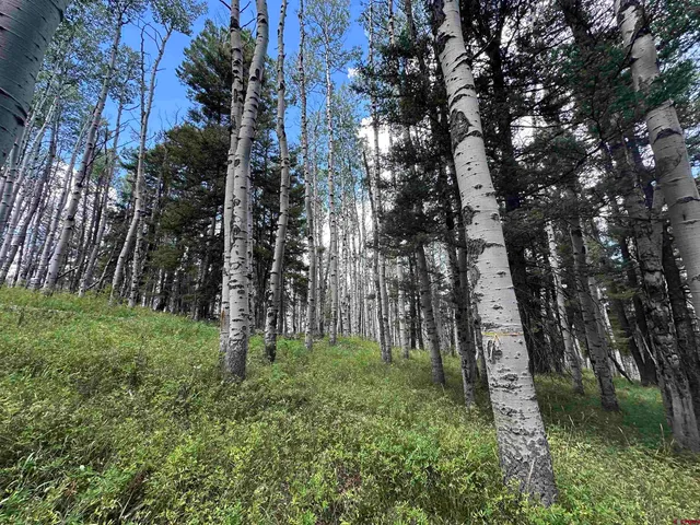 a big yard with lots of green space and plants