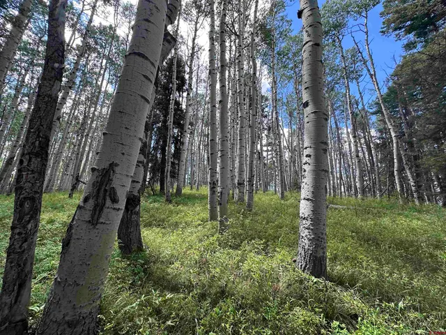 a big yard with lots of green space and trees