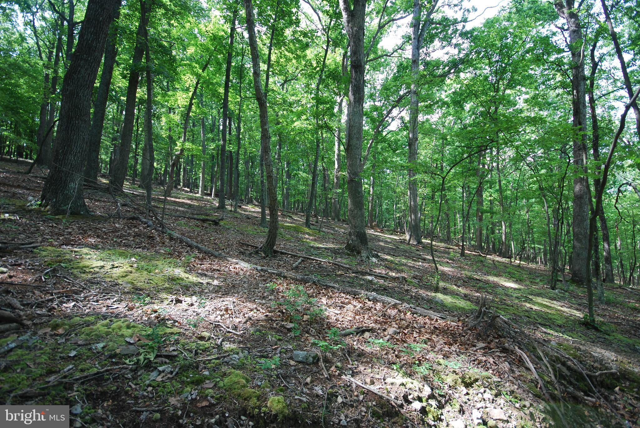 Lot 70-71 Mill Mountain Road Romney, WV 26757 - Photo 2 of 52