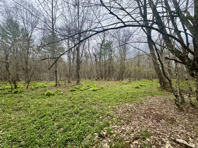 Lot 4 Shaver Hill Road Meridale, NY 13806 - Photo 25 of 44