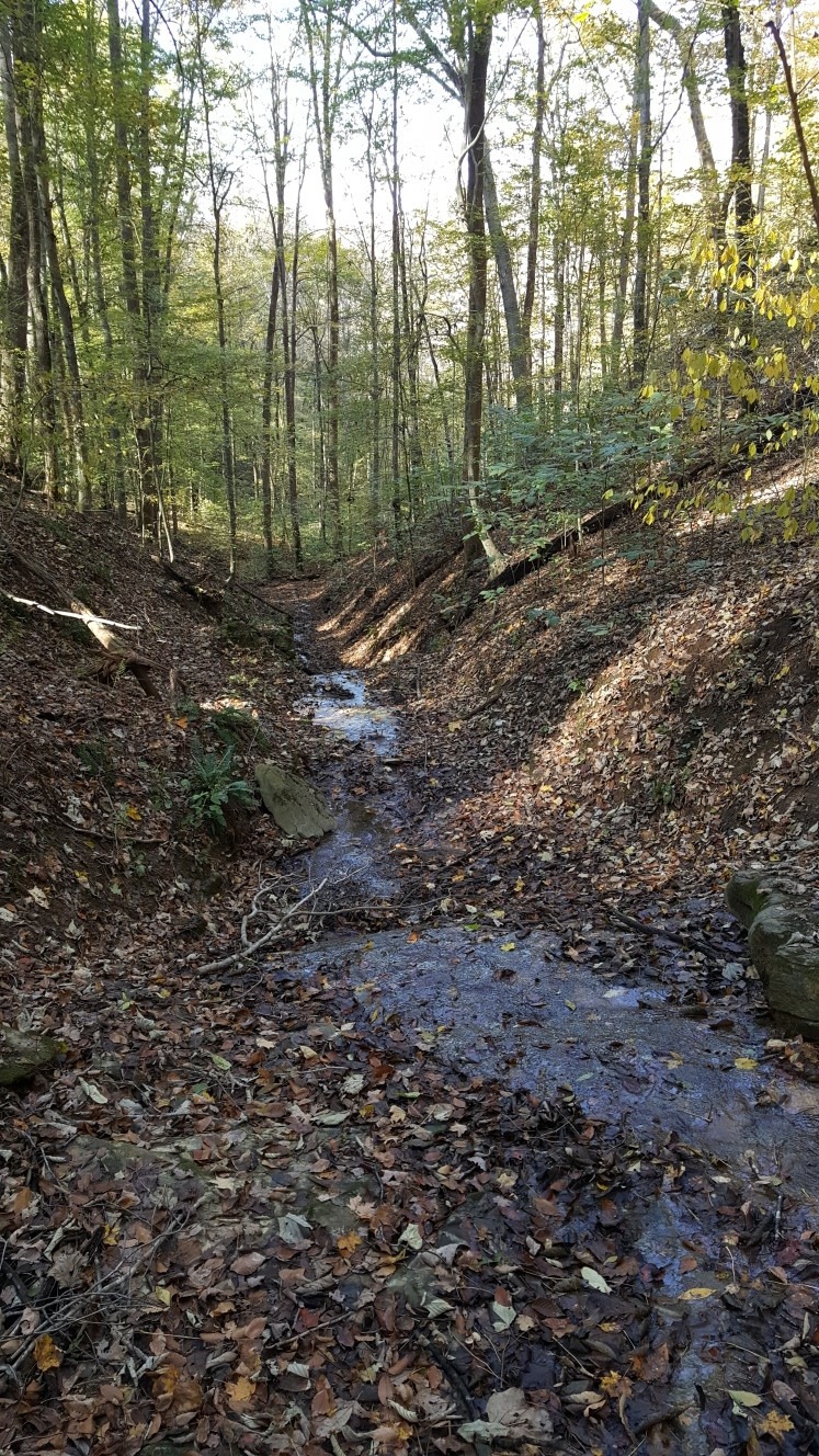 87 C Mallard Road Celina, TN 38551 - Photo 21 of 23 a view of a forest with trees