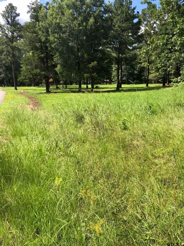 a view of a large trees with plants and trees
