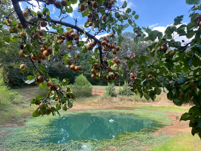 a view of a tree with a tree