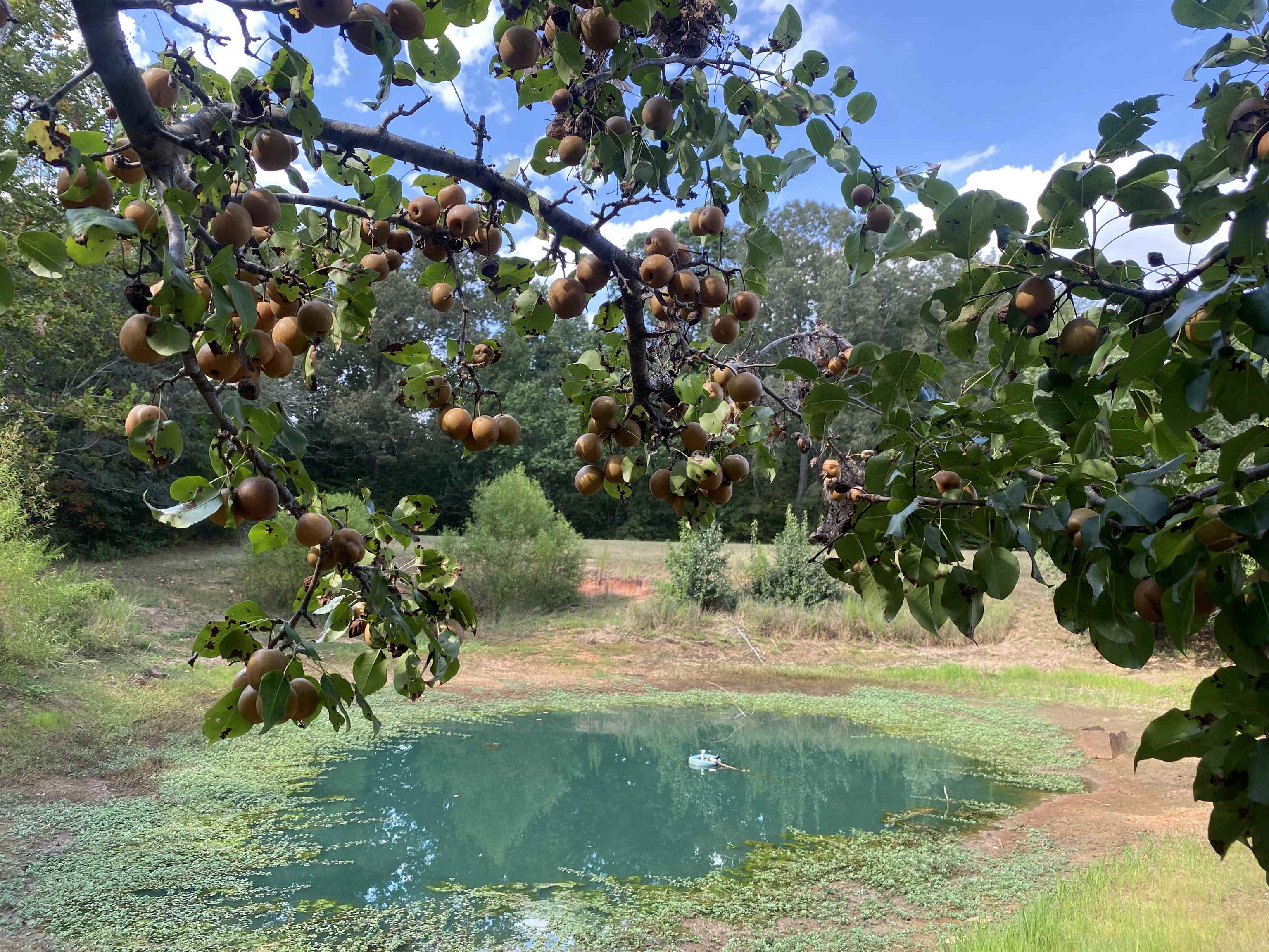 525 Sewell Bottom Road Adamsville, TN 38310 - Photo 2 of 37 a view of a tree with a tree